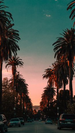 palm tree, road, sunset Wallpaper 640x1136