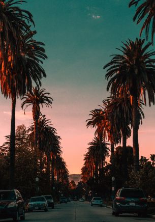 palm tree, road, sunset Wallpaper 1668x2388