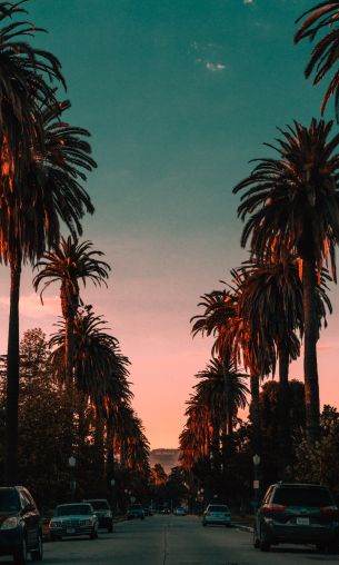 palm tree, road, sunset Wallpaper 1200x2000