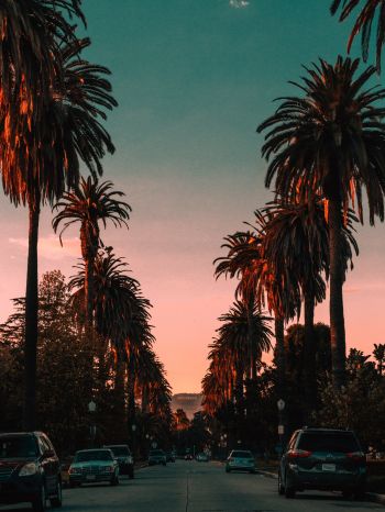 palm tree, road, sunset Wallpaper 1668x2224