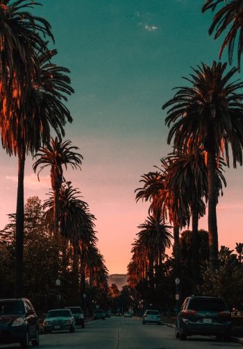 palm tree, road, sunset Wallpaper 1640x2360