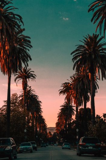 palm tree, road, sunset Wallpaper 640x960