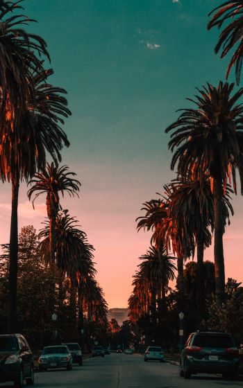 palm tree, road, sunset Wallpaper 1200x1920
