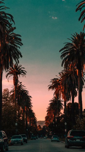 palm tree, road, sunset Wallpaper 640x1136