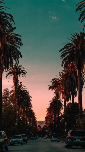 palm tree, road, sunset Wallpaper 1080x1920