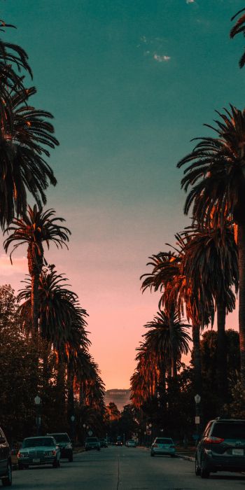 palm tree, road, sunset Wallpaper 720x1440