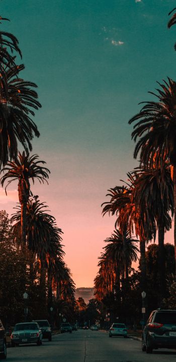palm tree, road, sunset Wallpaper 1080x2220