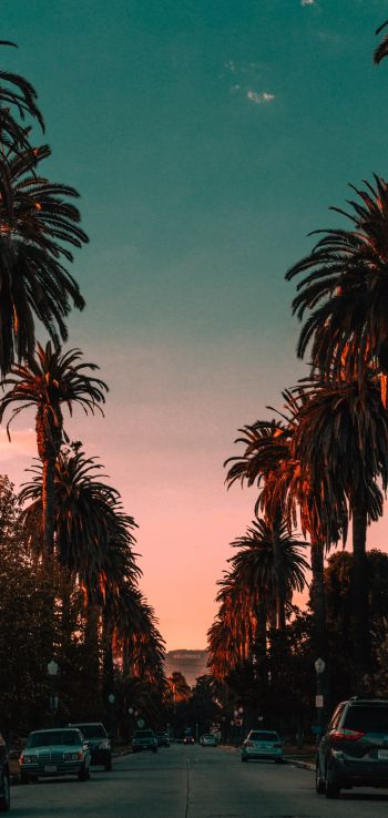 palm tree, road, sunset Wallpaper 720x1520