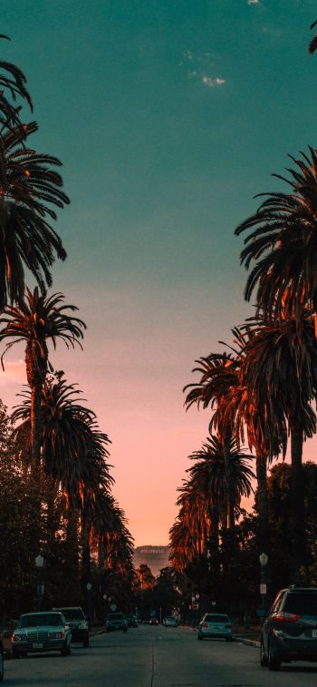 palm tree, road, sunset Wallpaper 1125x2436