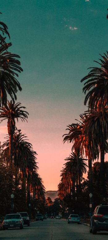 palm tree, road, sunset Wallpaper 720x1600