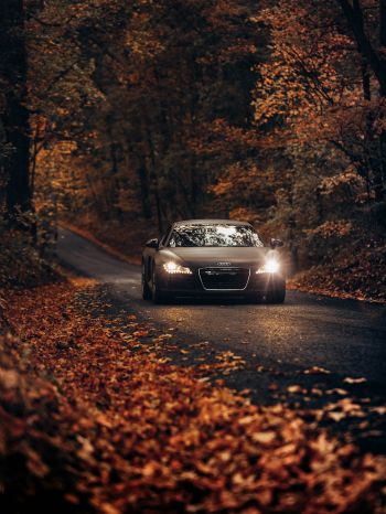 Audi, road, autumn Wallpaper 2048x2732