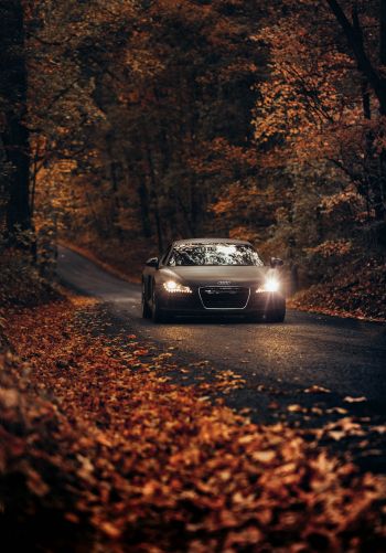 Audi, road, autumn Wallpaper 1668x2388