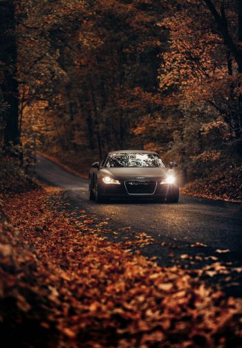 Audi, road, autumn Wallpaper 1640x2360