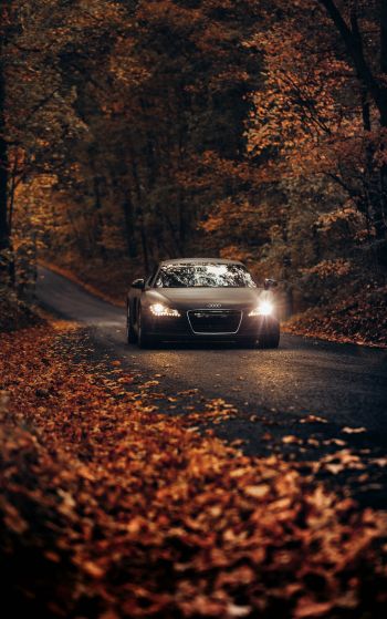 Audi, road, autumn Wallpaper 1752x2800