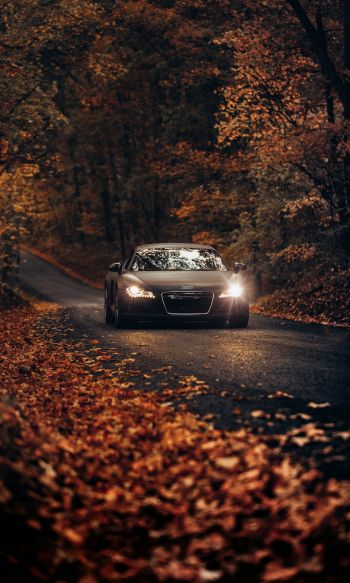 Audi, road, autumn Wallpaper 1200x2000