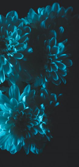 blue, black Wallpaper 1440x3040