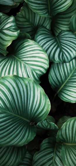 green, leaves Wallpaper 1080x2340