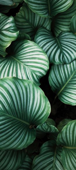 green, leaves Wallpaper 1080x2400