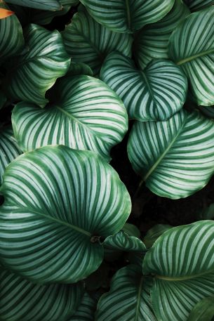 green, leaves Wallpaper 640x960
