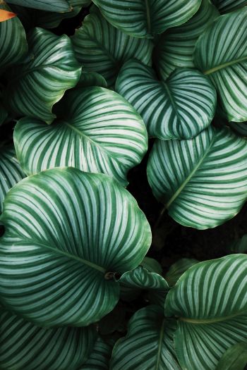 green, leaves Wallpaper 640x960