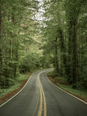 road, forest Wallpaper 1536x2048