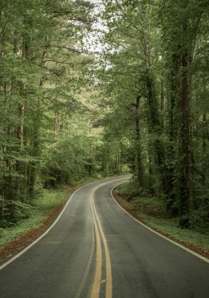 road, forest Wallpaper 1668x2388