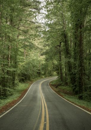 road, forest Wallpaper 1640x2360