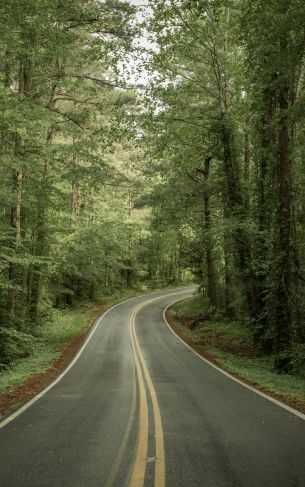road, forest Wallpaper 1752x2800