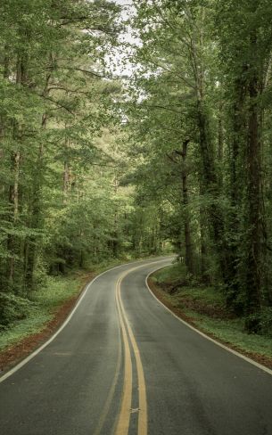 road, forest Wallpaper 800x1280