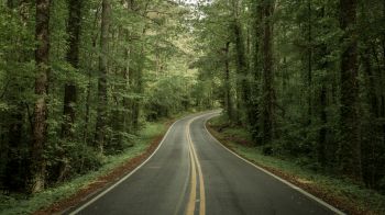 road, forest Wallpaper 1600x900
