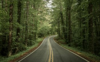 road, forest Wallpaper 2560x1600