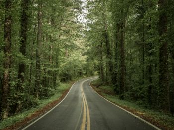 road, forest Wallpaper 1024x768