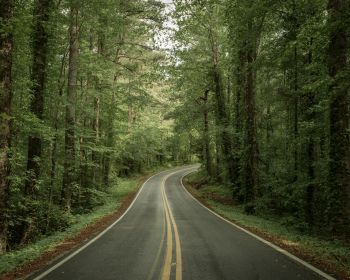 road, forest Wallpaper 1280x1024