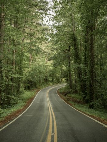 road, forest Wallpaper 1668x2224