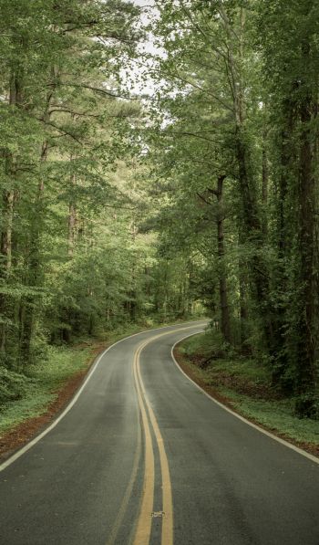 road, forest Wallpaper 600x1024