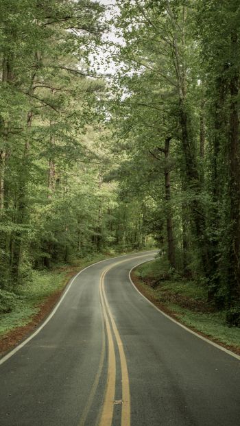 road, forest Wallpaper 640x1136