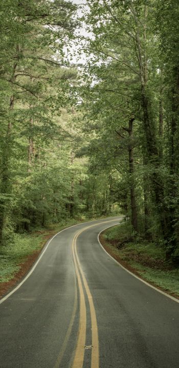 road, forest Wallpaper 1080x2220