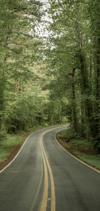 road, forest Wallpaper 1080x2280