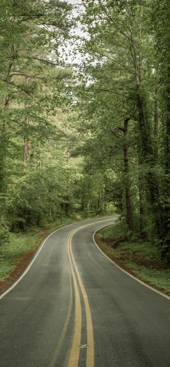 road, forest Wallpaper 828x1792