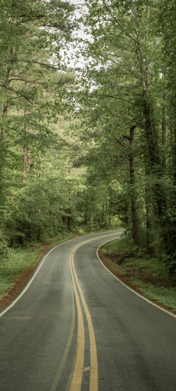 road, forest Wallpaper 1440x3200