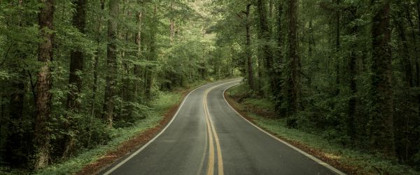 road, forest Wallpaper 3440x1440