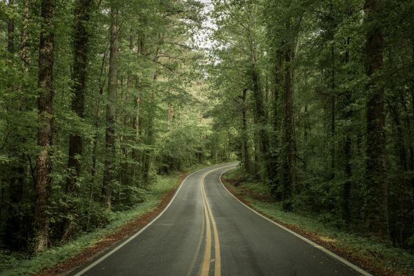 road, forest Wallpaper 5472x3648