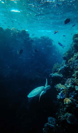 underwater world, sea, blue Wallpaper 600x1024