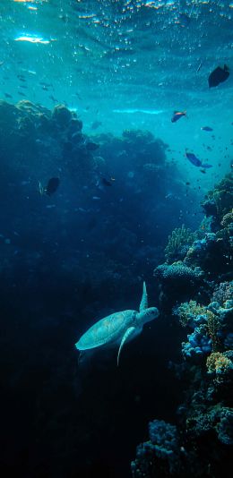 underwater world, sea, blue Wallpaper 1080x2220