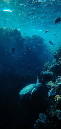 underwater world, sea, blue Wallpaper 1080x2280