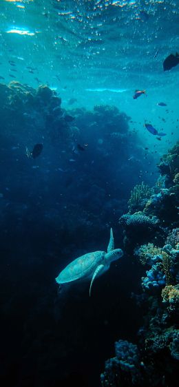 underwater world, sea, blue Wallpaper 1125x2436