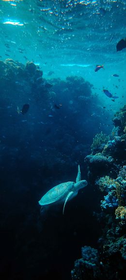 underwater world, sea, blue Wallpaper 1440x3200