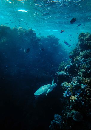 underwater world, sea, blue Wallpaper 1668x2388