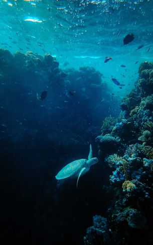 underwater world, sea, blue Wallpaper 1752x2800