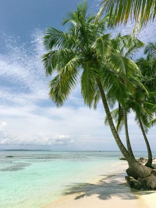 beach, sea, palm trees Wallpaper 1668x2224